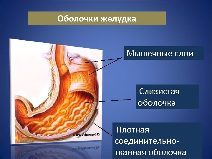 Оболочки желудка Мышечные слои Слизистая оболочка Плотная соединительнотканная оболочка 