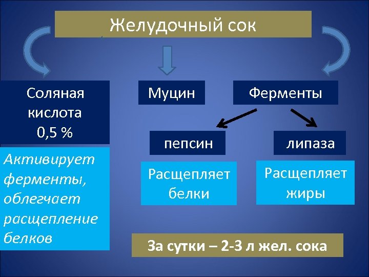 Желудочный сок Соляная кислота 0, 5 % Активирует ферменты, облегчает расщепление белков Муцин пепсин