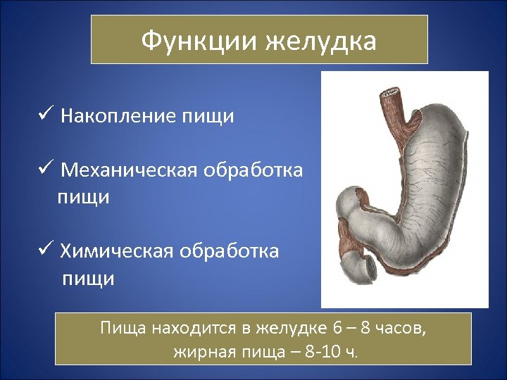 Функции желудка ü Накопление пищи ü Механическая обработка пищи ü Химическая обработка пищи Пища