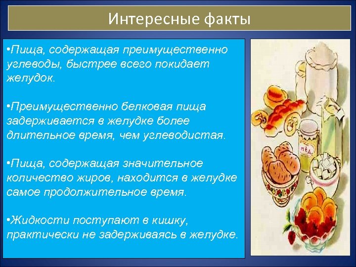 Белки и их значение в питании человека презентация