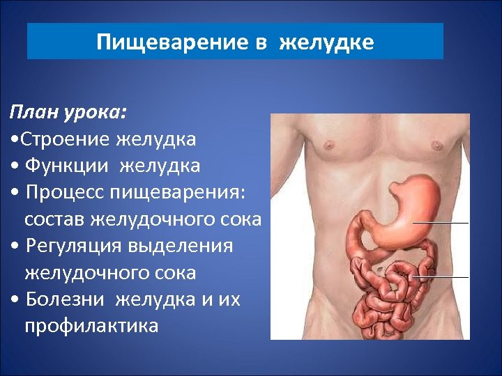 Устройство желудка человека фото и описание