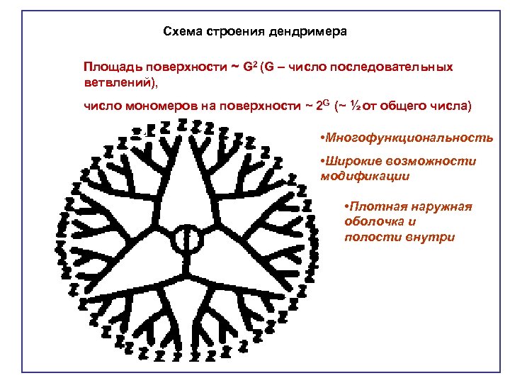 Схема строения дендримера Площадь поверхности ~ G 2 (G – число последовательных ветвлений), число