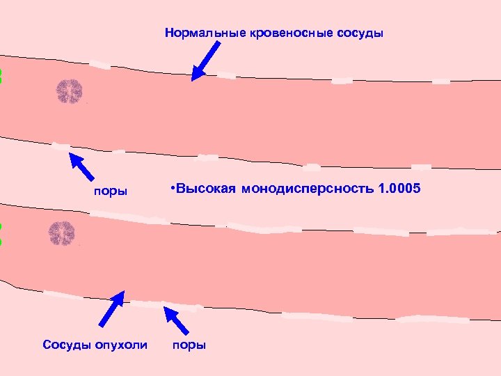 Нормальные кровеносные сосуды поры Сосуды опухоли • Высокая монодисперсность 1. 0005 поры 