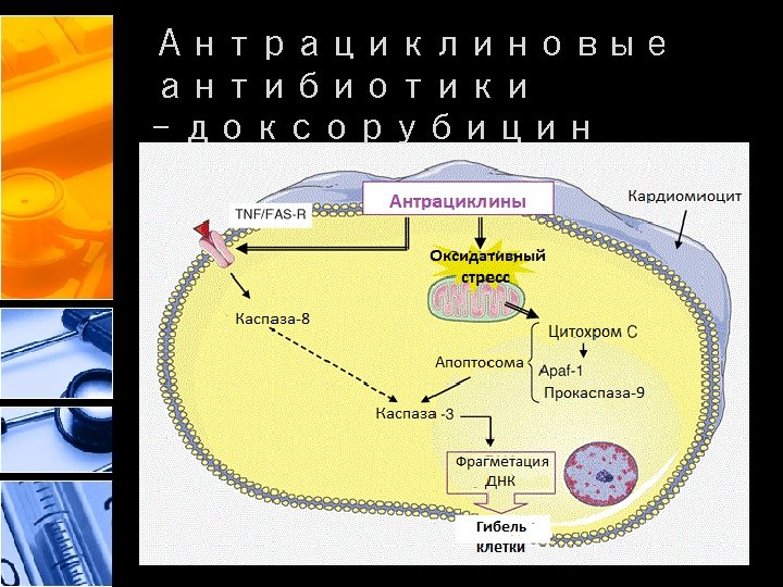 Антрациклиновые антибиотики - доксорубицин 