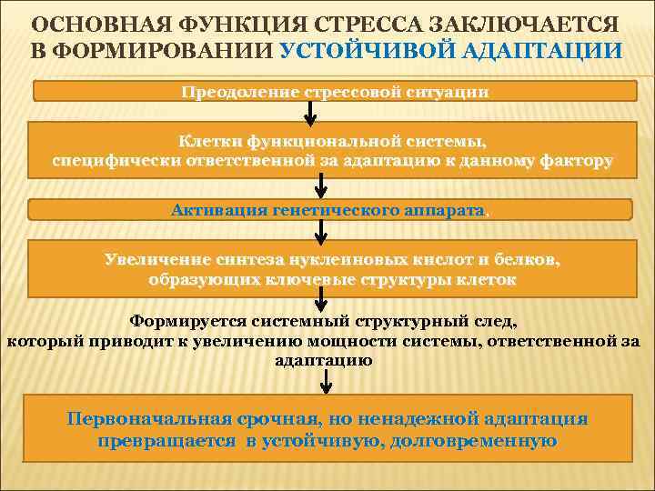 ОСНОВНАЯ ФУНКЦИЯ СТРЕССА ЗАКЛЮЧАЕТСЯ В ФОРМИРОВАНИИ УСТОЙЧИВОЙ АДАПТАЦИИ Преодоление стрессовой ситуации Клетки функциональной системы,