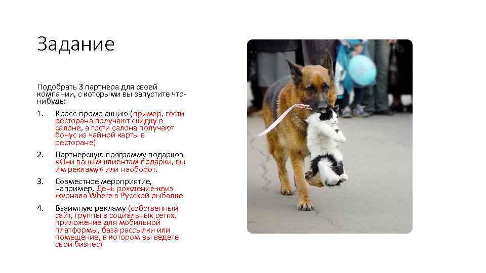 Задание Подобрать 3 партнера для своей компании, с которыми вы запустите чтонибудь: 1. Кросс-промо