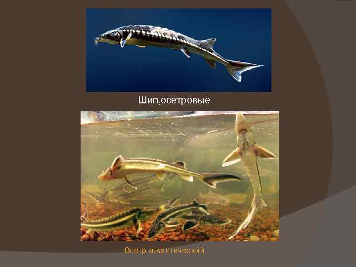 Шип, осетровые Осетр атлантический 