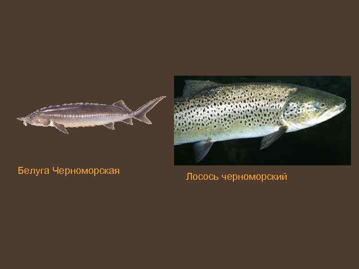 Белуга Черноморская Лосось черноморский 