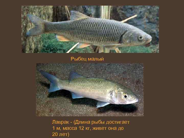 Рыбец малый Лаврак - (Длина рыбы достигает 1 м, масса 12 кг, живет она