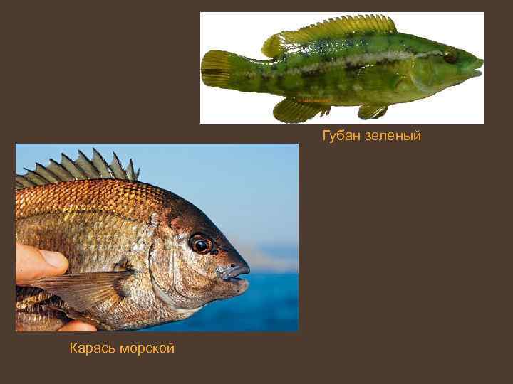 Губан зеленый Карась морской 