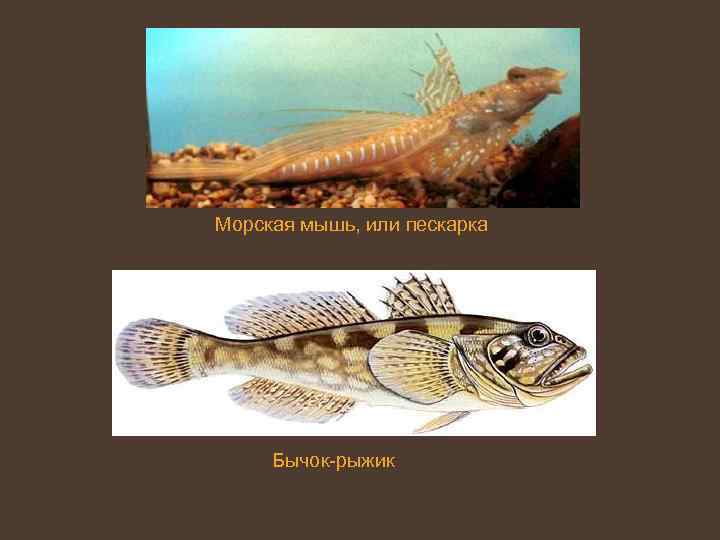 Морская мышь, или пескарка Бычок-рыжик 