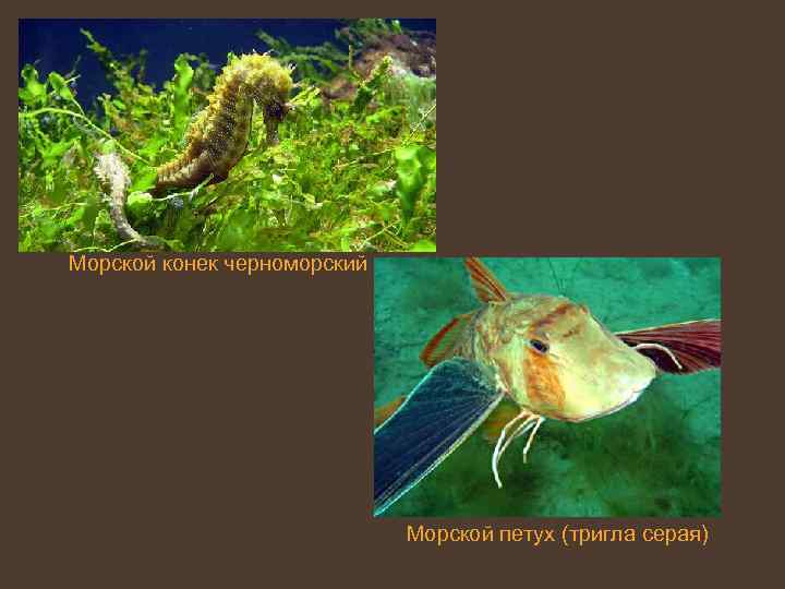 Морской конек черноморский Морской петух (тригла серая) 