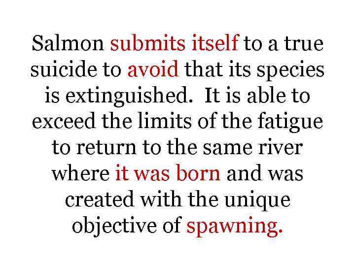 Salmon submits itself to a true suicide to avoid that its species is extinguished.
