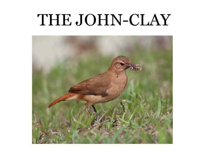 THE JOHN-CLAY 