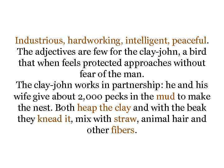 Industrious, hardworking, intelligent, peaceful. The adjectives are few for the clay-john, a bird that