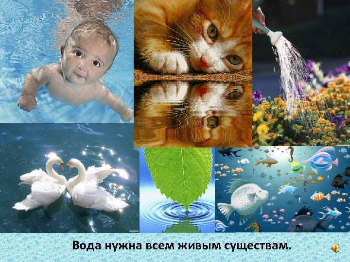 Вода нужна всем живым существам. 