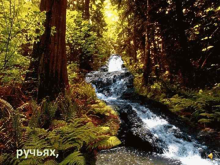 ручьях, 