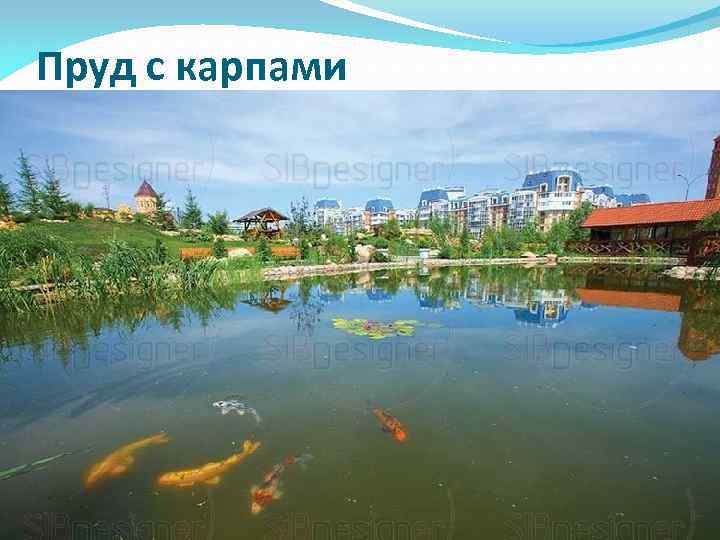 Пруд с карпами 