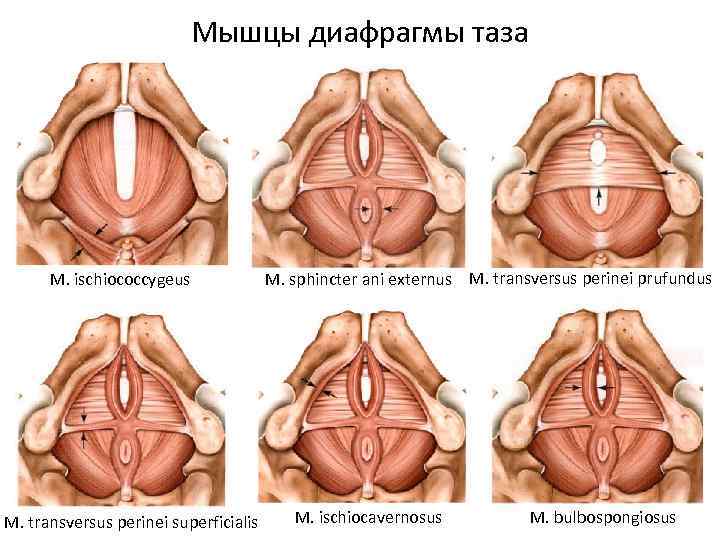 Мышцы диафрагмы таза M. ischiococcygeus M. transversus perinei superficialis M. sphincter ani externus M.