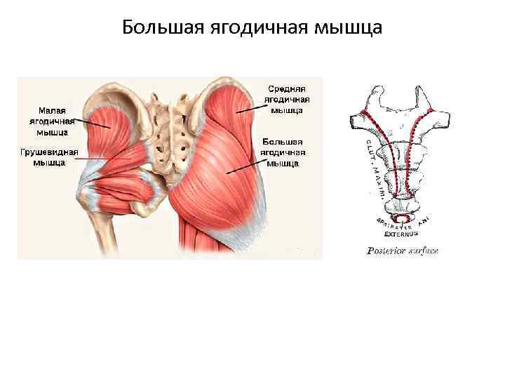 Большая ягодичная мышца 