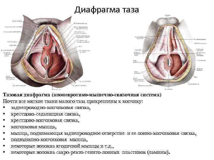 Диафрагма таза Тазовая диафрагма (апоневротико-мышечно-связочная система) Почти все мягкие ткани малого таза прикреплены к