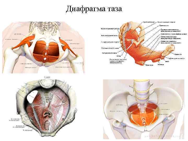 Диафрагма таза 