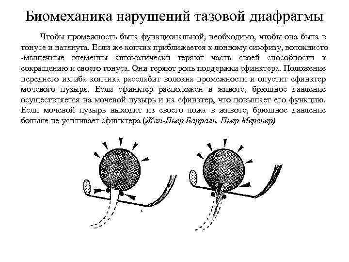 Биомеханика нарушений тазовой диафрагмы Чтобы промежность была функциональной, необходимо, чтобы она была в тонусе