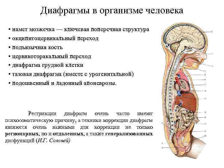 Диафрагмы в организме человека • намет мозжечка — ключевая поперечная структура • окципитоцервикальный переход