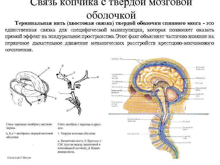 Связь копчика с твердой мозговой оболочкой Терминальная нить (хвостовая связка) твердой оболочки спинного мозга