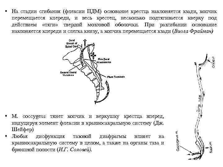 Постановка пиявок на крестец и копчик схема