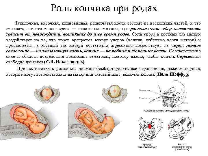 Роль копчика при родах Затылочная, височная, клиновидная, решетчатая кости состоят из нескольких частей, и