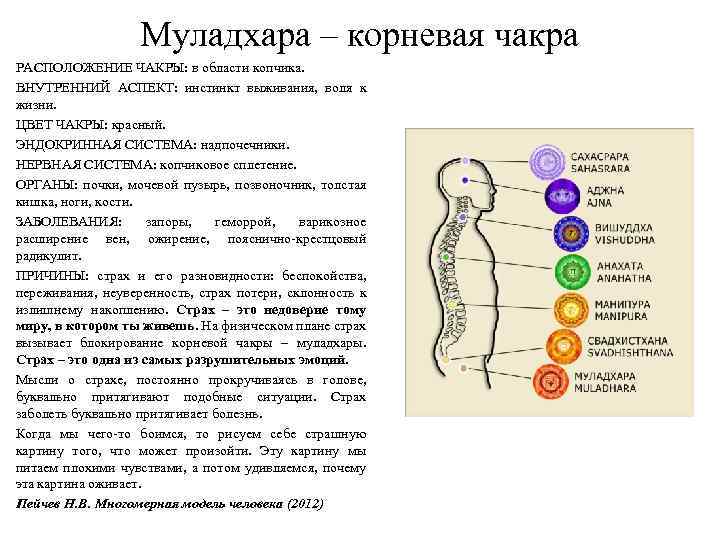Муладхара – корневая чакра РАСПОЛОЖЕНИЕ ЧАКРЫ: в области копчика. ВНУТРЕННИЙ АСПЕКТ: инстинкт выживания, воля