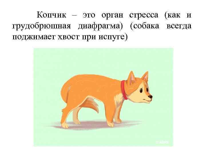  Копчик – это орган стресса (как и грудобрюшная диафрагма) (собака всегда поджимает хвост