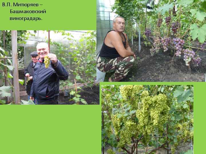 В. П. Митюряев – Башмаковский виноградарь. 