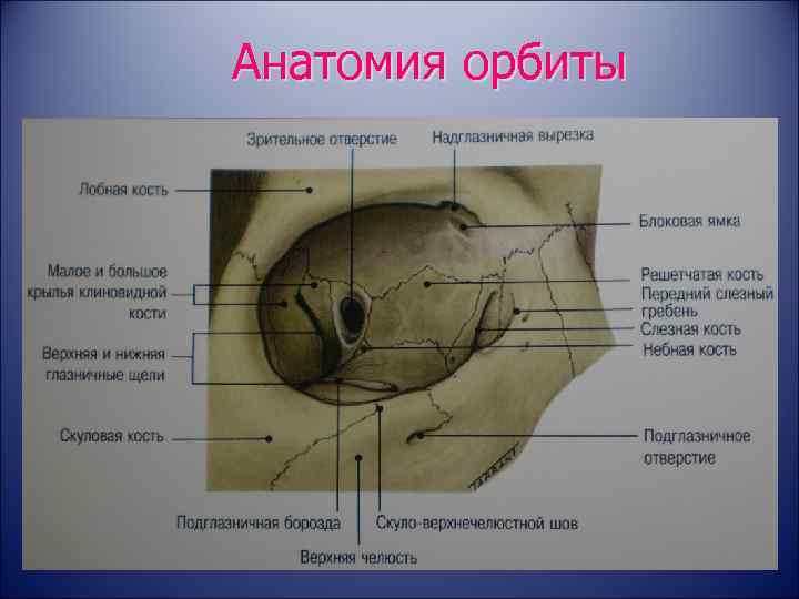 Анатомия орбиты 