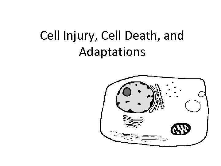 Cell Injury, Cell Death, and Adaptations 