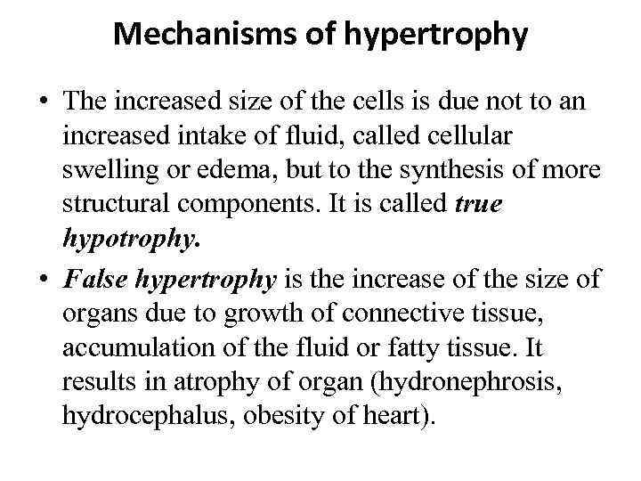Mechanisms of hypertrophy • The increased size of the cells is due not to
