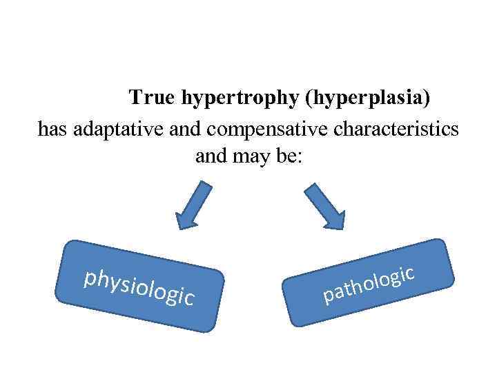 True hypertrophy (hyperplasia) has adaptative and compensative characteristics and may be: physio logic p