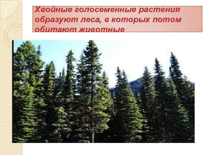 Хвойные голосеменные растения образуют леса, в которых потом обитают животные 