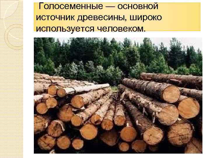  Голосеменные — основной источник древесины, широко используется человеком. 
