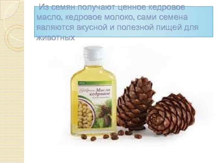 Из семян получают ценное кедровое масло, кедровое молоко, сами семена являются вкусной и полезной