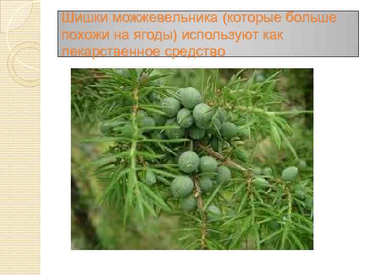 Шишки можжевельника (которые больше похожи на ягоды) используют как лекарственное средство 