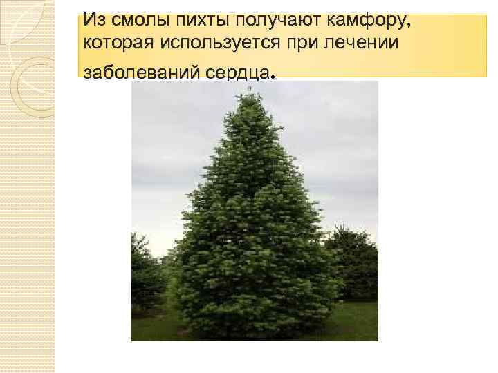 Из смолы пихты получают камфору, которая используется при лечении заболеваний сердца. 
