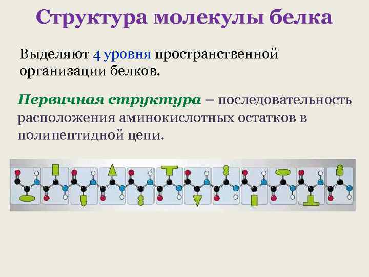 Структура молекулы белка Выделяют 4 уровня пространственной организации белков. Первичная структура – последовательность расположения