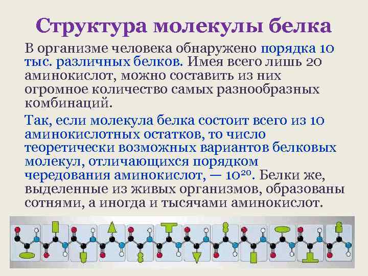 Структура молекулы белка В организме человека обнаружено порядка 10 тыс. различных белков. Имея всего