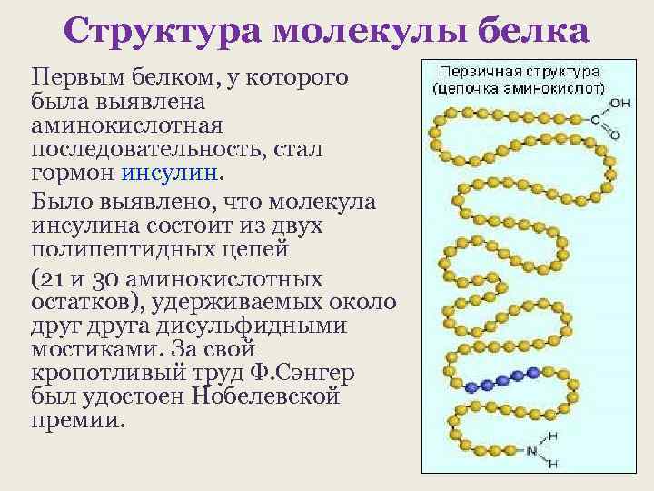 Структура молекулы белка Первым белком, у которого была выявлена аминокислотная последовательность, стал гормон инсулин.