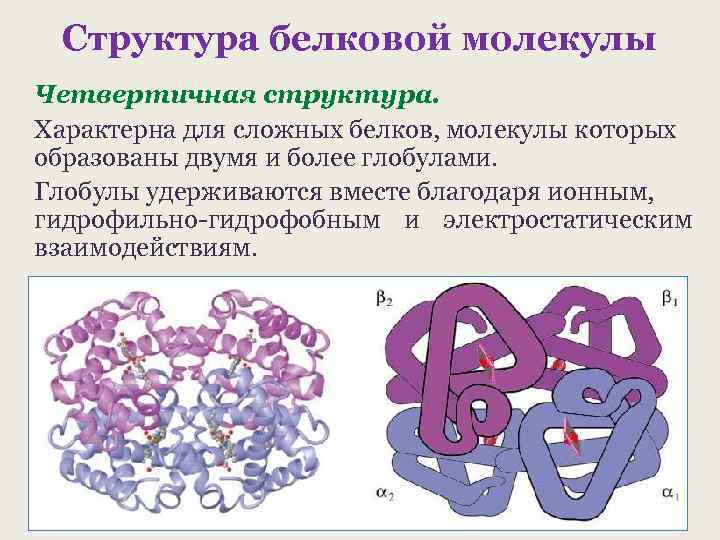 Структура белковой молекулы Четвертичная структура. Характерна для сложных белков, молекулы которых образованы двумя и