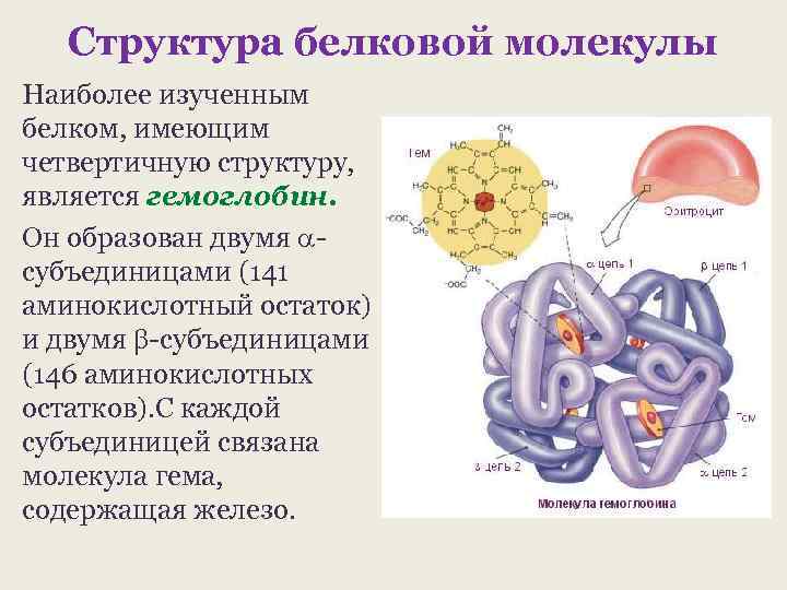 Структура белковой молекулы Наиболее изученным белком, имеющим четвертичную структуру, является гемоглобин. Он образован двумя