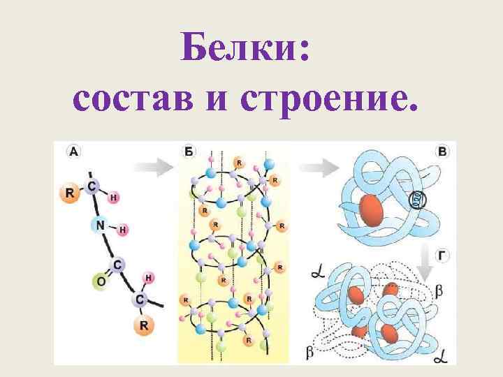 Белки: состав и строение. 