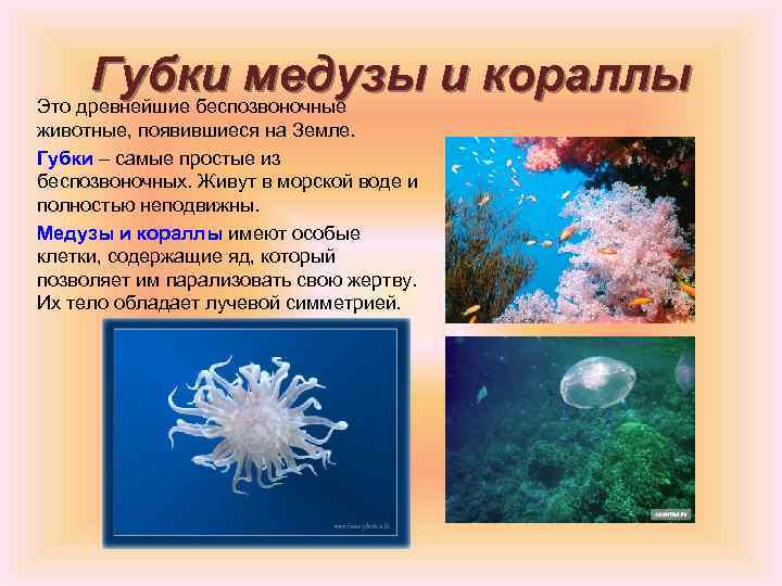 Губки медузы и кораллы Это древнейшие беспозвоночные животные, появившиеся на Земле. Губки – самые